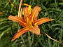 Hemerocallis Margret Perry